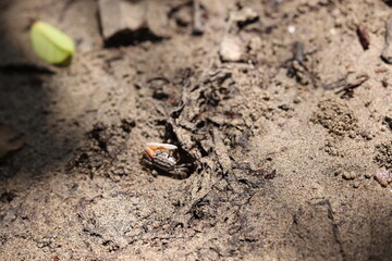 Camouflaged mud crab on beach in Palawan, Philippines on April 4, 2024