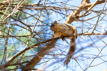 The fox squirrel (Sciurus niger), also known as the eastern fox squirrel or Bryant's fox squirrel