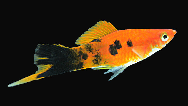 tropical freshwater swordtail fish isolated 