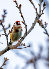 European Goldfinch (Carduelis carduelis) - Found across Europe, Asia & North Africa