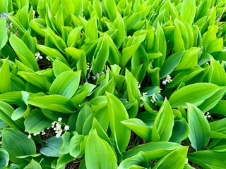 Fototapeta premium Vibrant Sea of Green: Lily of the Valley Leaves with Sprinkles of White Blossoms
