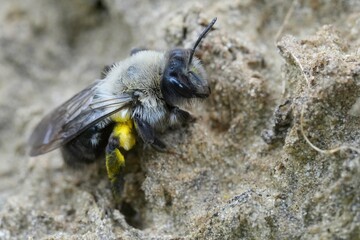 Closeup on a female Grey-backed mining bee, Andrena vaga sitting on the ground
