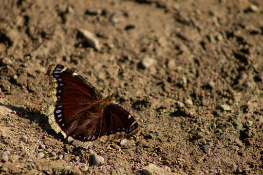 Close Up of One Mourning Cloak (Nymphalis antiopa) Butterfly Standing in Dirt with Space for Text