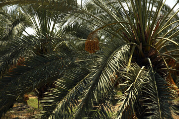 Palm tree and palm trees in the summer of the Mediterranean Sea. Palm tree background. Palm tree leaves against the sky. Plants, flora, botany, agriculture, tourism, exotics, recreation, relaxation