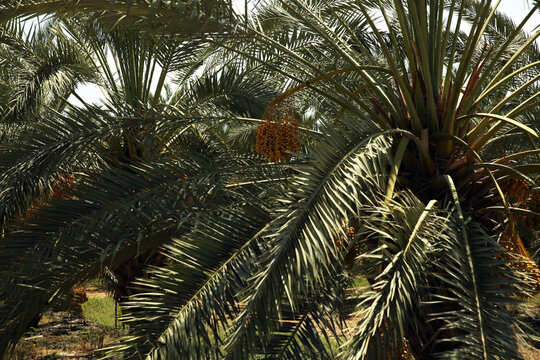 Palm tree and palm trees in the summer of the Mediterranean Sea. Palm tree background. Palm tree leaves against the sky. Plants, flora, botany, agriculture, tourism, exotics, recreation, relaxation