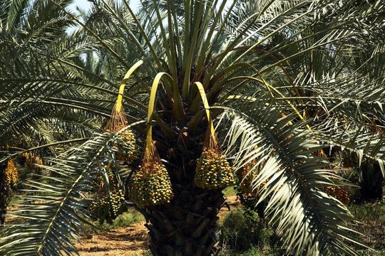 Palm tree and palm trees in the summer of the Mediterranean Sea. Palm tree background. Palm tree leaves against the sky. Plants, flora, botany, agriculture, tourism, exotics, recreation, relaxation