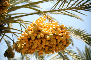 Bunch of dates. Healthy raw fresh fruits on a palm tree. Summer harvest. Vegan, vitamin, natural dessert. Yellow sweet fruits.Israel, palm trees, dates, sun, sky