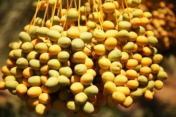 Bunch of dates. Healthy raw fresh fruits on a palm tree. Summer harvest. Vegan, vitamin, natural dessert. Yellow sweet fruits.Israel, palm trees, dates, sun, sky