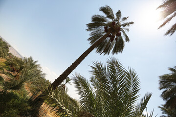 Palm tree and palm trees in the summer of the Mediterranean Sea. Palm tree background. Palm tree leaves against the sky. Plants, flora, botany, agriculture, tourism, exotics, recreation, relaxation