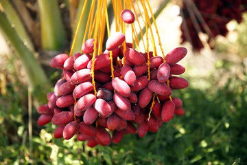 Bunch of dates. Healthy raw fresh fruits on a palm tree. Summer harvest. Vegan, vitamin, natural dessert. Yellow sweet fruits.Israel, palm trees, dates, sun, sky