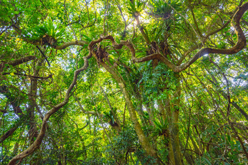 Baihualing Tropical Rainforest in Qiongzhong, Hainan, China