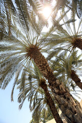 Palm tree and palm trees in the summer of the Mediterranean Sea. Palm tree background. Palm tree leaves against the sky. Plants, flora, botany, agriculture, tourism, exotics, recreation, relaxation