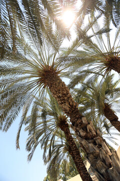 Palm tree and palm trees in the summer of the Mediterranean Sea. Palm tree background. Palm tree leaves against the sky. Plants, flora, botany, agriculture, tourism, exotics, recreation, relaxation