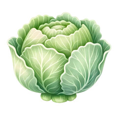 Fototapeta premium Cabbage