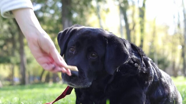 Command "Sit" The owner teaches the Labrador to follow commands. Adult black labrador in the park. The dog is walking in nature. Walking your pet in a public park. Obedient dog