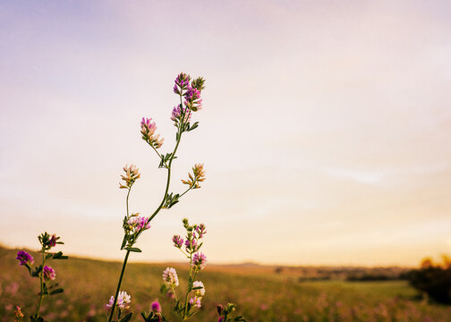 Fototapeta pink and white flowers against evening sky in countryside