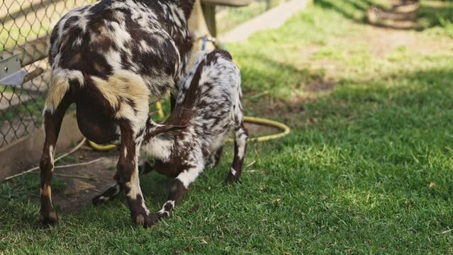 Breastfeeding baby goat aggressively sucking mothers milk on a farm - green grass