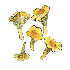 Chanterelles food Mushrooms. Vegetables drawing with watercolor and ink sketch color