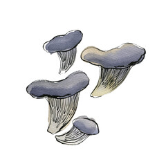 Oyster mushrooms Vegetables drawing with watercolor and ink sketch color - 779964560