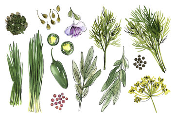 Sketch of food vegetables and herbs in watercolor and ink dill, onion, capers, poultry and spices - 779964568