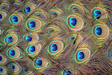Elegant Peacock Feathers Display - Colorful Plumage Showcase