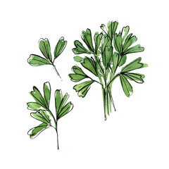 Fenugreek leaves Herbs drawing watercolor and ink sketch color - 779964585
