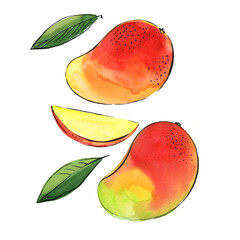 Mango Fruit drawing with watercolor and ink sketch color. - 779964594