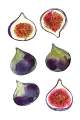 Fig Fruit sketch of food in watercolor and ink. Sketch of colored products on a white background. - 779964742