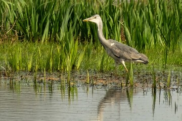 a gray heron in search of food