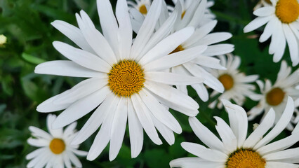 Obraz premium Chamomile in nature. A field of daisies on a sunny day in nature. Daisy-daisy flowers on a summer day