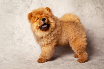 Cute fluffy red chow puppy, studio shot on a gray background of concrete texture. High caliber chow chow puppy.