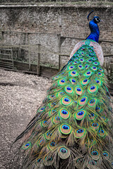 Obraz premium Elegant Peacock Feathers Display - Colorful Plumage Showcase