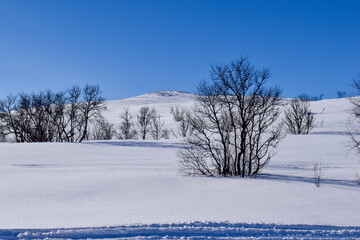 Fototapeta na wymiar Winter landscape in Pallas Yllastunturi National Park, Lapland