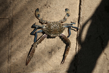 Cancer, lobster, crayfish, crawfish, animal. Giant blue crab on the sandy shore of the Mediterranean Sea. A female blue crab hunts on the seashore. Giant blue crab arthropod during the afternoon
