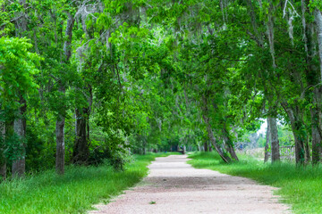 Fototapeta na wymiar Footpath in the park, Brazos Bend State Park, Houston, Texas, USA 