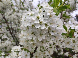 Sour cherry tree blossom with green leaves closeup, abundance of flowers