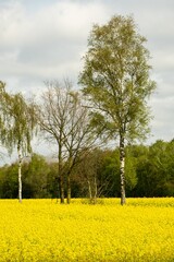 Trees in the background, yellow rape field in the foreground