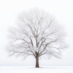tree on white background 