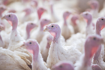 turkey farm. turkey close-up. turkey rearing concept