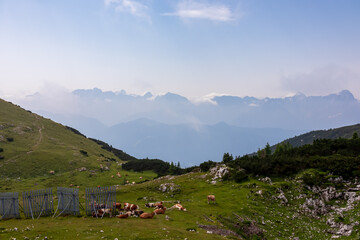 Group of cows grazing on alpine pasture on Dobratsch, Villacher Alps, Carinthia, Austria, Europe. Remote cattle farm in wilderness of Austrian Alps. Peaceful and serene atmosphere. Fresh alpine air