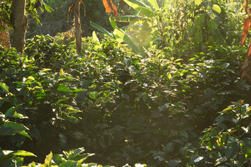 Coffee plants at sunset. A lush green jungle with a lot of leaves and a sun shining through the...
