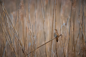 Savi's warbler sits on the dry reed and sings its song on a sunny spring evening.
