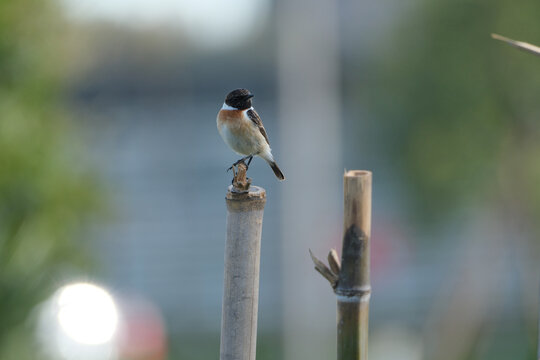 A male common stonechat (Saxicola rubicola) perched on a bamboo post.