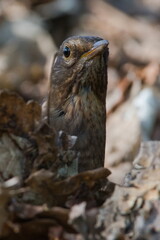 Songbird Turdus merula aka Eurasian or Common blackbird female is hidden behind dry leaves. Searching for food.