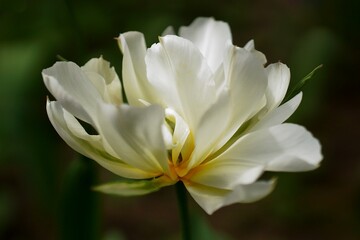 Obraz na płótnie Canvas The splendor and vibrant colors of a white tulip; Tulip; closeup photography