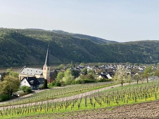 Landschaft mit Weinbergen in Kröv an der Mosel im Frühling 