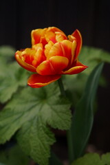 The splendor and vibrant colors of a red tulip; Tulip; closeup photography