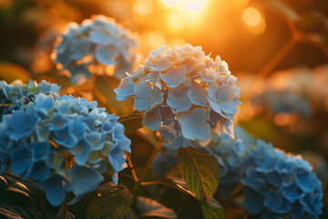 blue hydrangea flowers in the garden lit by morning sun (1)
