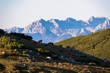 Group of cows grazing on alpine pasture on Dobratsch, Villacher Alps, Carinthia, Austria, Europe. Remote cattle farm in wilderness of Austrian Alps. Peaceful and serene atmosphere. Fresh alpine air