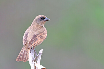Fototapeta premium Pale Baywing (Agelaioides fringillarius) perched on a log on a green background